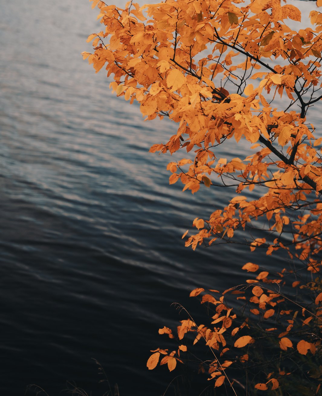 Minimal fall background orange foliage in front of water, moody fall