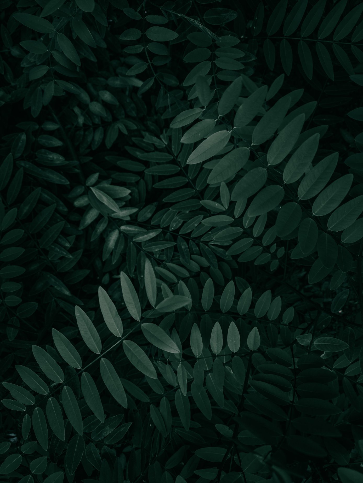 A Dark Green Leaves